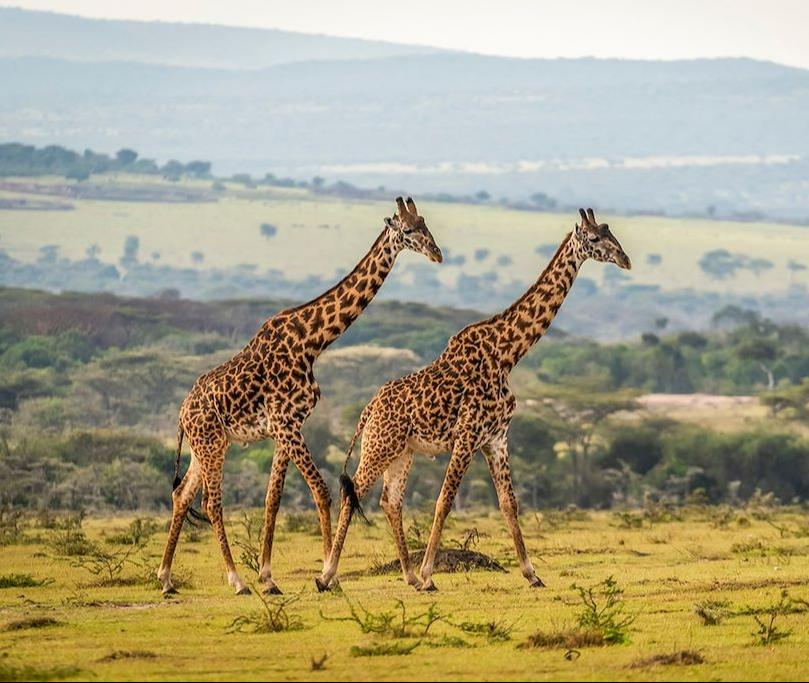 Safaris en Afrique Voyage Safari afrique © Rixipix