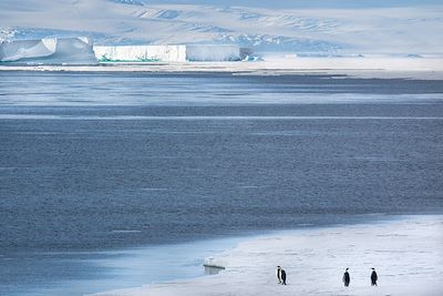 Manchots empereurs - Antarctique