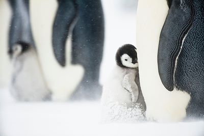 Manchot empereur - Terre de la Reine Maud - Antarctique
