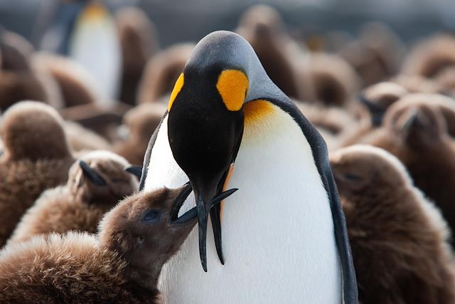 Navigation Antarctique Mer de Weddell