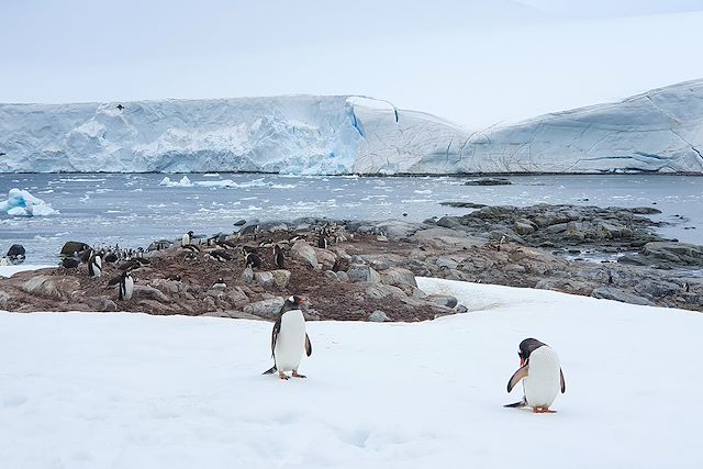 Navigation Antarctique Terre de Feu argentine