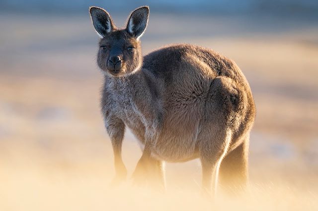 Autotour Australie