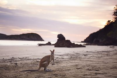 Kangourou - Cape Hillsborough - Queensland - Australie