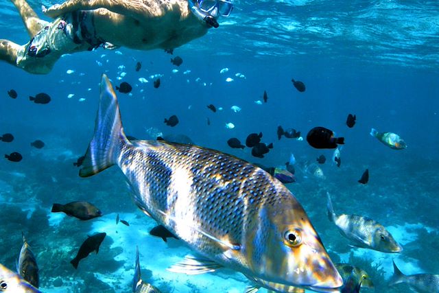 Observation animalière Australie