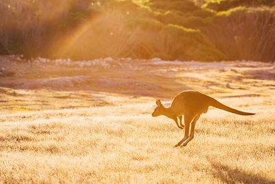 Kangourou - Australie