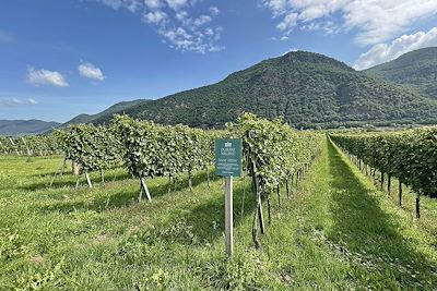 Vignes - Vallée de la  Wachau - Autriche