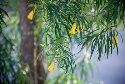 Laurier-rose jaune (Cascabela thevetia) en fleur - Belize