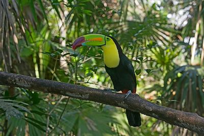 Toucan - Belize