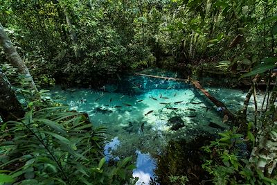 Source naturelle - Mato Grosso - Brésil