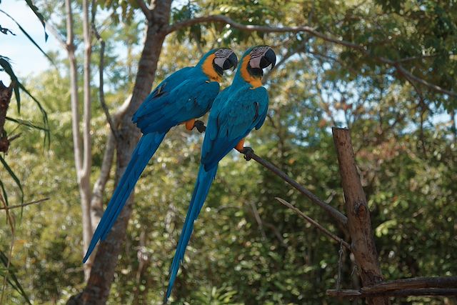 Découverte Brésil Manaus et jungle Amazonienne