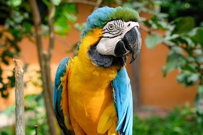 Perroquet d’Amazonie - Brésil
