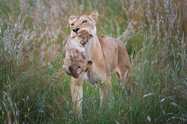 Safari Botswana