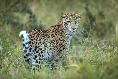 Léopard - Botswana