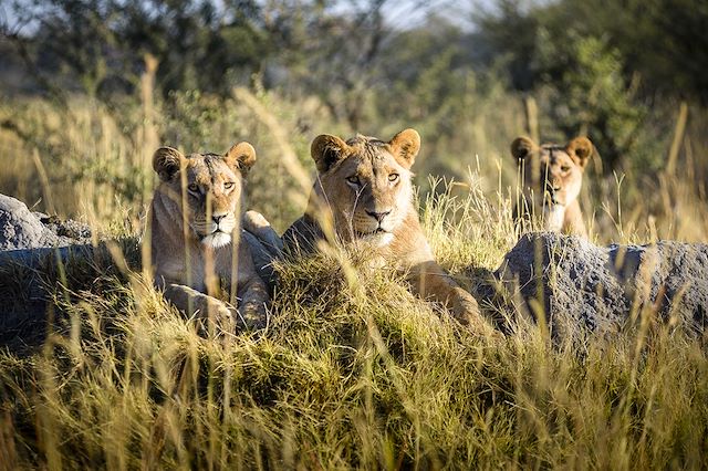 Safari Botswana