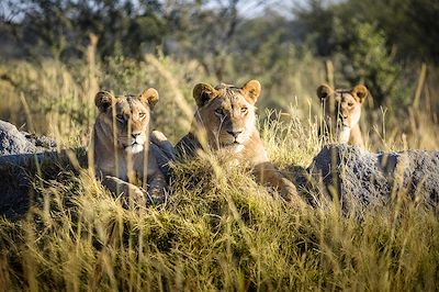 Chief's Camp - Réserve de Moremi - Botswana
