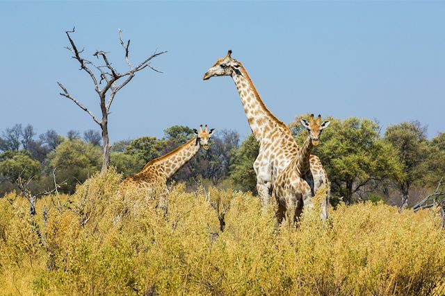 Safari Botswana