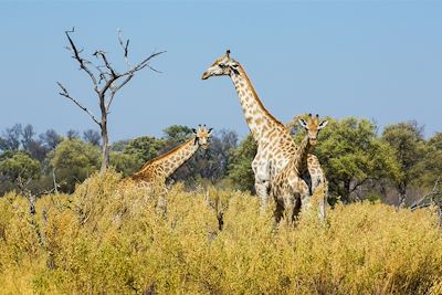 Machaba Camps - Khwai - Botswana