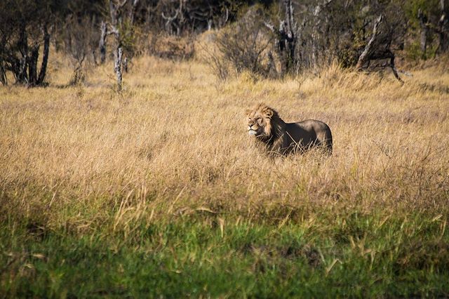 Safari Botswana