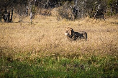 Machaba Camps - Khwai - Botswana