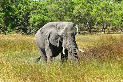 Éléphant - Botswana