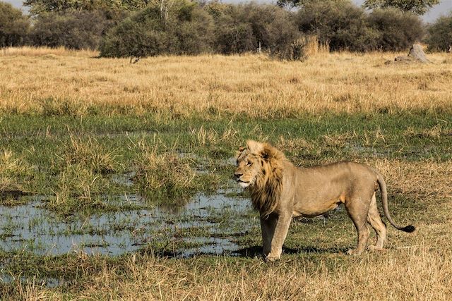 Safari à pied Botswana