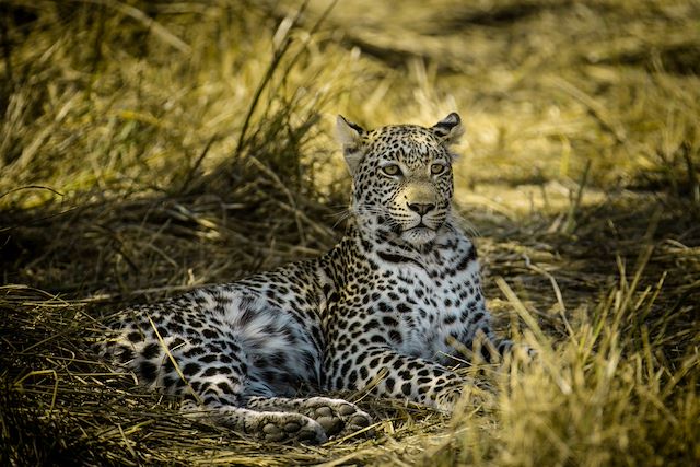 Safari en véhicule Botswana