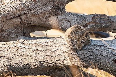 Pom Pom Camp - Under one Botswana Sky - Okavango - Botswana