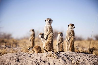 Camp Kalahari-Natural Selection - Parc National de Makgadikgadi Pans - Botswana