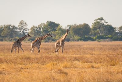 Girafes - Parc national de Chobe - Botswana