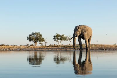 Elephant - Parc national de Chobe - Botswana