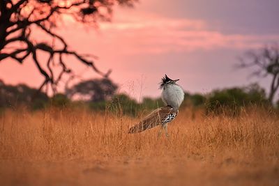 Oiseau - La bustarde de Kori (Ardeotis kori) - Parc de Savuti - Botswana