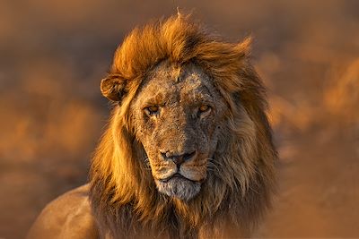 Safari privé au Botswana : Spécial basse saison