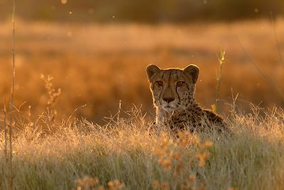 Guépard - Delta de l'Okavango, au Botswana