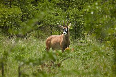 Antilope - Réserve animalière de Moremi - Botswana
