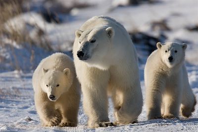 Voyage Manitoba & baie d'Hudson