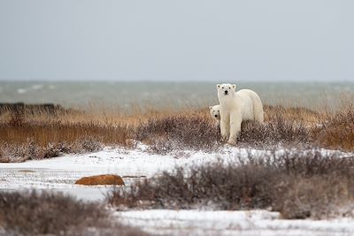 Voyage Manitoba & baie d'Hudson