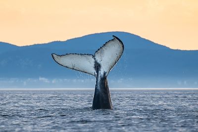 Observation des baleines dans le parc marin du Saguenay–Saint-Laurent - Québec - Canada
