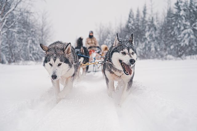 Traîneau à chiens Canada Québec