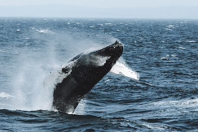 Rorqual à bosse - Fleuve Saint-Laurent - Québec - Canada