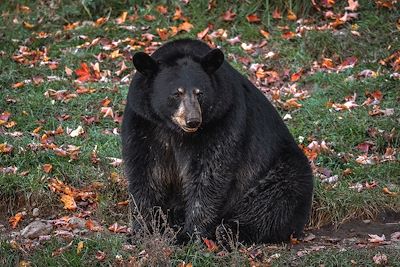 Ours brun - Québec - Canada