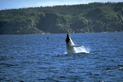 Terre Neuve et du Labrador - Canada
