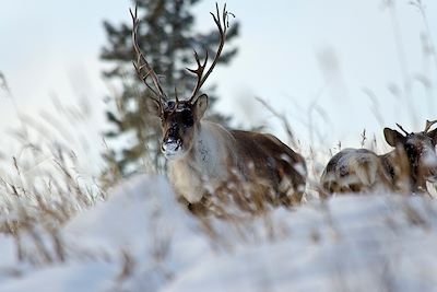 Caribou 
