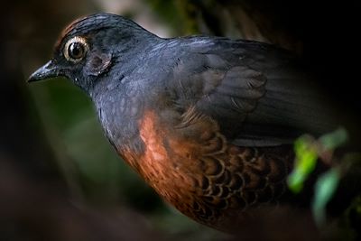 Oiseau chucao