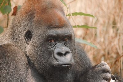 Gorille - Congo