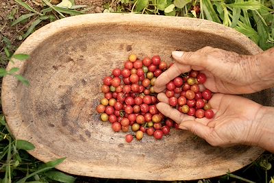 Paysan récoltant des tomates cerises sauvages dans la région de culture du café en Colombie