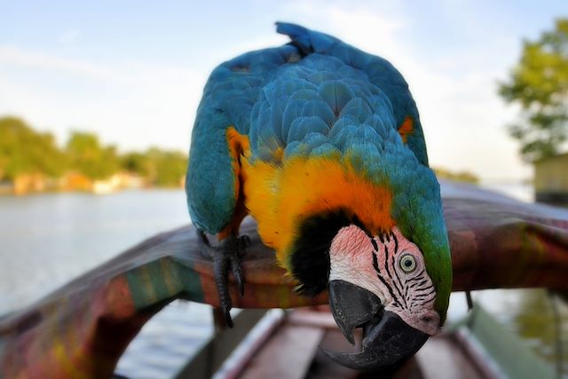 Observation animalière Colombie