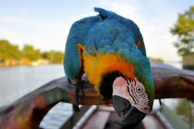 Perroquet Ara - Amazonie - Puerto Narino - Colombie