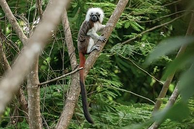 Singe Tamarin - Parc national de  Tayrona - Colombie