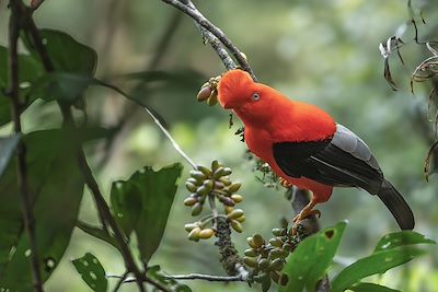Coq de roche des Andes - Colombie