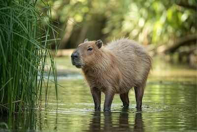Capybara -  Colombie